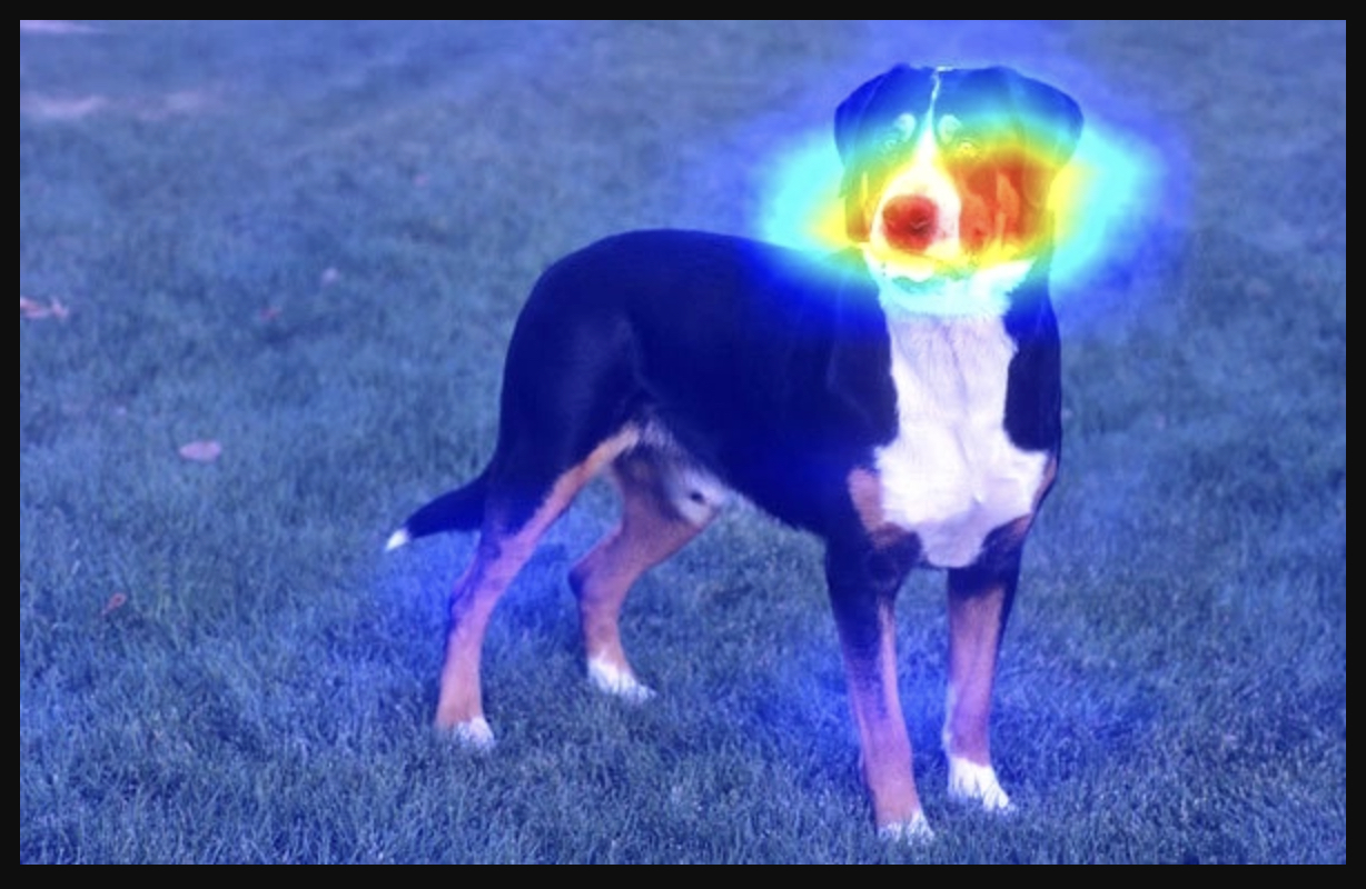 Class activation map overlayed on an input image, highlighting the dog in bright red and leaving the background dim