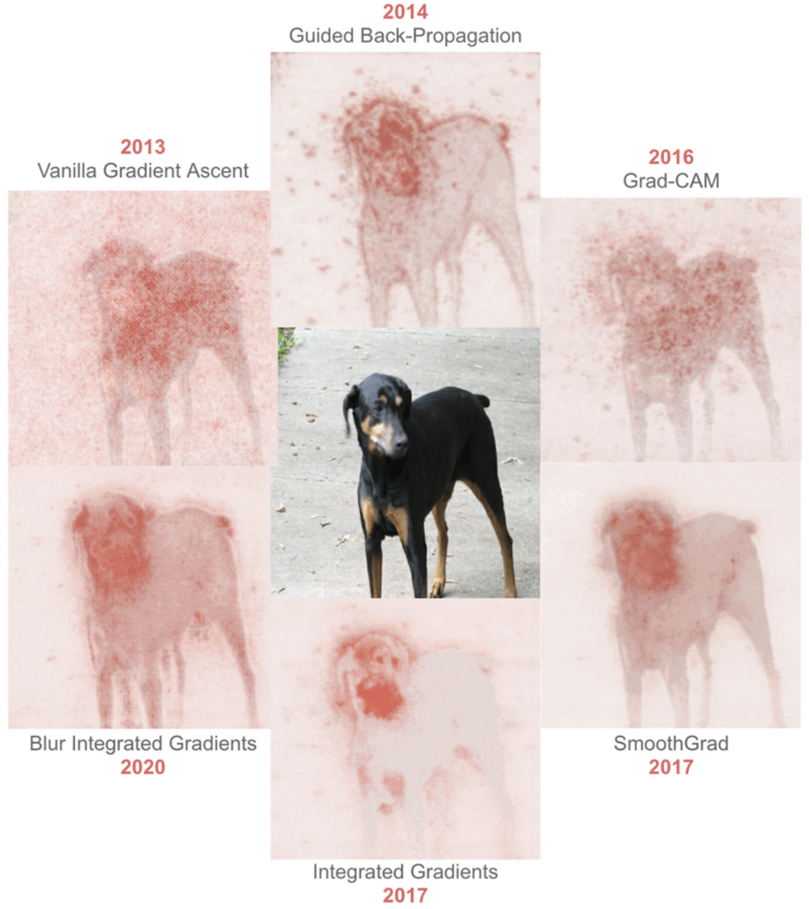 Gradient ascent optimization steps: from noise to a synthetic image resembling a dog